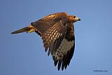 Kızıl şahin / Buteo rufinus / Long-legged buzzard 
